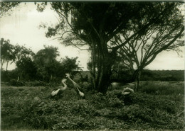 AFRICA - RWANDA - GRUES COURONNEES - CREATION PHOTO BOX - PROTOTYPE POSTCARD 22 APR. 1963 (11825) - Ruanda