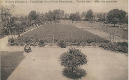 3 WODECQ : Pensionnat Des Dames De La Providence- Vue Du Parc - Allée Des Pommiers - Ellezelles