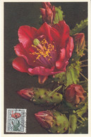 Belgium 1950 - The Struggle Against Tuberculosis: Flowering Plants: Berger's Prickly Pear - Maximum Card 22.4.1950 - 1934-1951