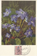 Belgium 1950 - The Struggle Against Tuberculosis: Flowering Plants: Liver Leaf Hepatica - Maximum Card 22.4.1950 - 1934-1951