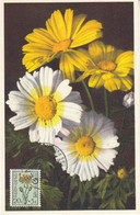 Belgium 1950 - The Struggle Against Tuberculosis: Flowering Plants: Corn-Marygold - Maximum Card 22.4.1950 - 1934-1951