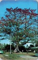 Florida Clearwater Famous Kapok Tree On Haines Road 1951 - Clearwater