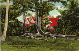 Florida Fort Myers Edison Winter Home Mazelton Bay Fig Tree Curteich - Fort Myers