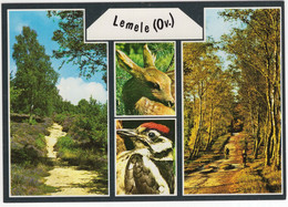 Lemele (Ov.) - Reekalf, Specht, Bomen, Bospad  - (Nederland / Holland) - Nr. L 6777 - Ommen