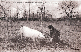 Carte Neuve Chercheur De Truffes Et Son Complice - Champignons