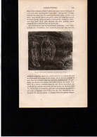 Gravure In-texte Année 1873 Faune Mammifères Chauve-souris Suspendue Aux Parois D'une Caverne - Stampe & Incisioni