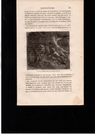 Gravure In-texte Année 1873 Faune Mammifères Chauve-souris Vampire Suçant Un Homme Endormi - Stampe & Incisioni