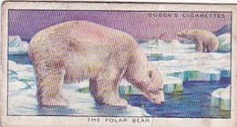 14 Polar Bear  - Colour In Nature - Ogdens  Cigarette Card - Original - Wildlife - Ogden's