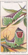 19 Larva Of The Puss Moth   - Colour In Nature - Ogdens  Cigarette Card - Original - Wildlife - Ogden's