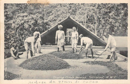 ¤¤   -   ANTILLES    -  TRINIDAD   -  Drying Cocoa Beans  -  Séchage Du Cacao        -    ¤¤ - Trinidad