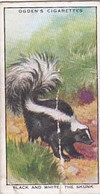 9 Skunk  - Colour In Nature - Ogdens  Cigarette Card - Original - Wildlife - Plant-Life - Ogden's