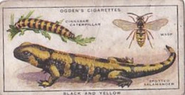 27 Wasp, Lizard  - Colour In Nature - Ogdens  Cigarette Card - Original - Wildlife - Plant-Life - Ogden's