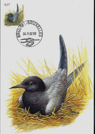 CM Du N° 3136 - Guifette Noire -- Zwarte Stern -- Obl. Brussel - Bruxelles - 04/11/2002 - 1985-.. Oiseaux (Buzin)