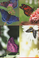 Lotto Di N. 8 Biglietti Augurali A Tema Farfalle - Papillons
