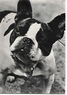 French Bulldog, Bouledogue Français, Französische Bulldogge, Photocard - Perros