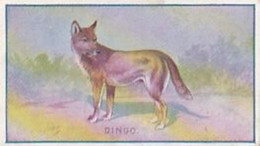 Sniders & Abrahams (Australia) - Dogs 1906 - DINGO - Peter Pan Brand- Original Antique - Ogden's