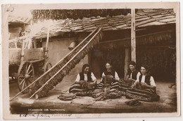 GORNA ORYAHOVITSA  Gorna Orjachovitsa PHOTO POSTCARD 1947-  DRYING TOBACCO PLANTS ?- BULGARIA BULGARIE - Bulgaria