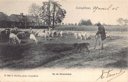 Kalmthout Antwerpen Calmpthout   19 April 1906   Op De Bessemhei  Schapen Met Herder En Hond Anvers   M 7638 - Kalmthout