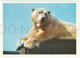 Polar Bears. Color Photo. - Bears