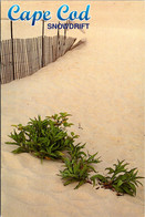 Massachusetts Cape Cod Snowdrift - Cape Cod