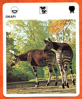 OKAPI   Animaux  Animal  Fiche Illustree Documentée - Animali