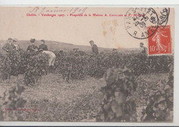 Chablis-vendanges 1907-propriété De La Maison A.Cuvillier Et F.Moreau - Chablis