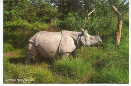 Rhinoceros In Nepal (endangered Species). Chitwan National Park. NEPAL - Rhinocéros