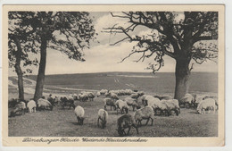 Lüneburger Heide, Heidschnucken In Höpen Bei Schneverdingen - Lüneburger Heide