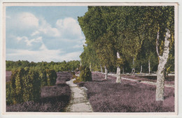 Lüneburger Heide - Lüneburger Heide