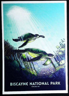 ► BISCAYNE   - National Park - Florida Turtle - Schildpadden