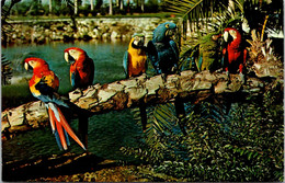 Florida Tampa Busch Gardens Colorful Macaws - Tampa