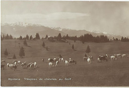 SUISSE - RARE - MONTANA - Troupeau De Chèvres Au Golf - - VS Valais