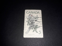 02AL03 CANADA GRAY JAY 5 C. "O" - Other & Unclassified