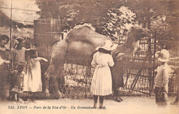 Lyon Zoo Parc Tête D'Or Dromadaire 524 ER - Lyon 6