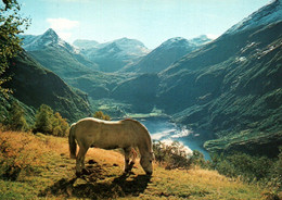 CPM - MOLSAETER - Geiranger ... (Cheval) - Norway