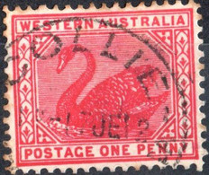 WESTERN AUSTRALIA, FAUNA, UCCELLI, BIRDS, CIGNO NERO, 1906, 1 P., USATO Mi:AU-WA 62A, Scott:AU-WA 90, Yt:AU-WA 70 - Gebruikt