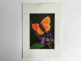 Buttefly Papillon - Papillons