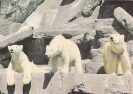 QP - Hamburg-STELLINGEN - Carl Hagenbeck's Tierpark, Eisbãren  (neuf) - Stellingen