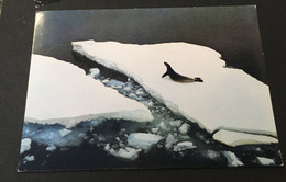 (1 B 31 A)  British Antartcic Terrirory - Posted To Australia 1983 From SIGNY - Crabeater Seal - Used Stamps