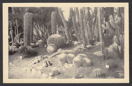 104838/ GENT, Gentse Floraliën, Cactus - Gent