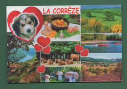 19 La Corrèze ( Cèpes Girolles Vaches Multivues Champignons Cèpes, Funghi, Grzyby, Pilze, Hongos, Mushrooms ) - Otros & Sin Clasificación