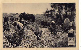 84 - CHATEAUNEUF-DU-PAPE - Vendanges - - Chateauneuf Du Pape