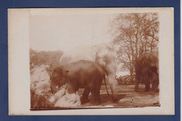 CPA Eléphant Non Circulé Carte Photo à Identifier - Elefanti