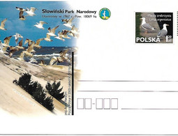 Poland - MNH ** 2003 Postal Stationery : European Herring Gull - Larus Argentatus - Mouettes