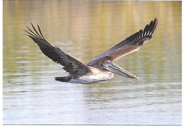 St. Maarten - Mint - Postal Stationery 2012 : Brown Pelican - Pelecanus Occidentalis - Pelicans