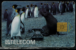CZECH REPUBLIC 1996 PHONECARD PINGUINES USED VF !! - Pinguini