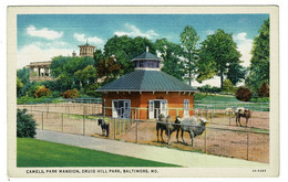 Ref 1497 - Early Postcard - Camels & Park Mansion - Druid Hill Park Baltimore Maryland USA - Baltimore