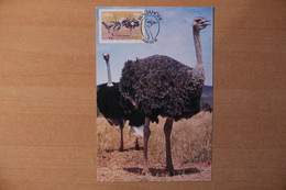 Maximum Card, Ostrich - Ostriches