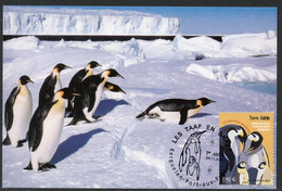 TAAF (2021) Carte Maximum Card - LES TAAF EN GRAAF Terre Adelie Manchot Empereur Emperor Penguin (Aptenodytes Forsteri) - Unclassified