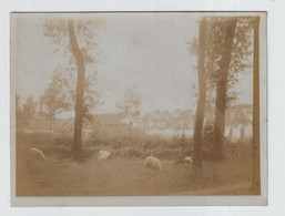 OMGEVING DEURLE ,ST.MARTENS LATEM ,  BOERDERIJ  MET SCHAPEN    FOTO 11 X 8 CM - Sint-Martens-Latem